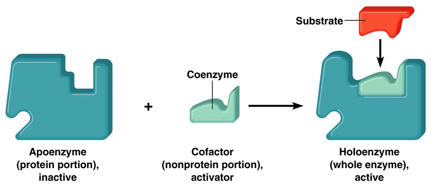 apoenzim-kofaktor.png