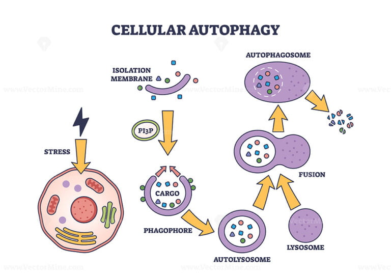 cellular-autophagy.jpg