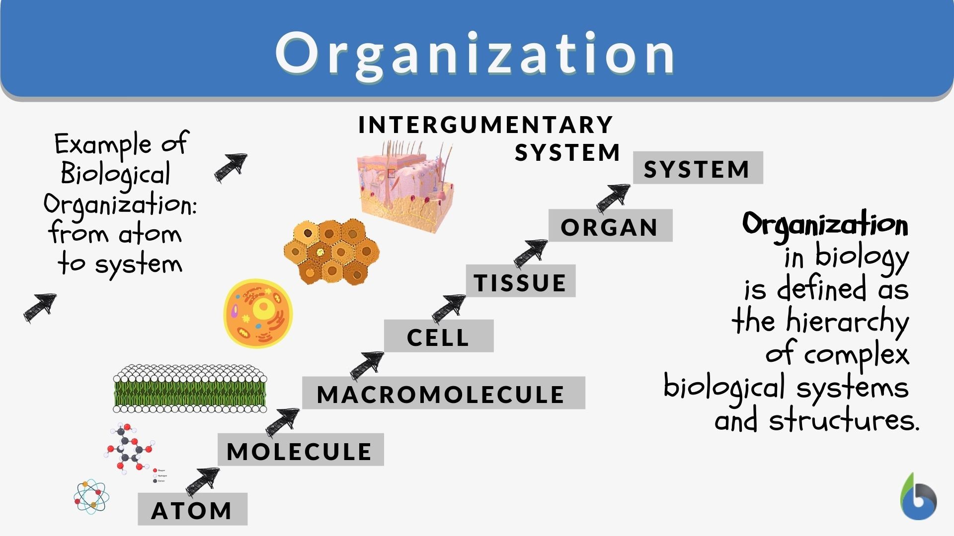organization-in-biology-definition-and-example.jpg