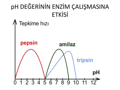 ph-degisimi-enzim.jpg