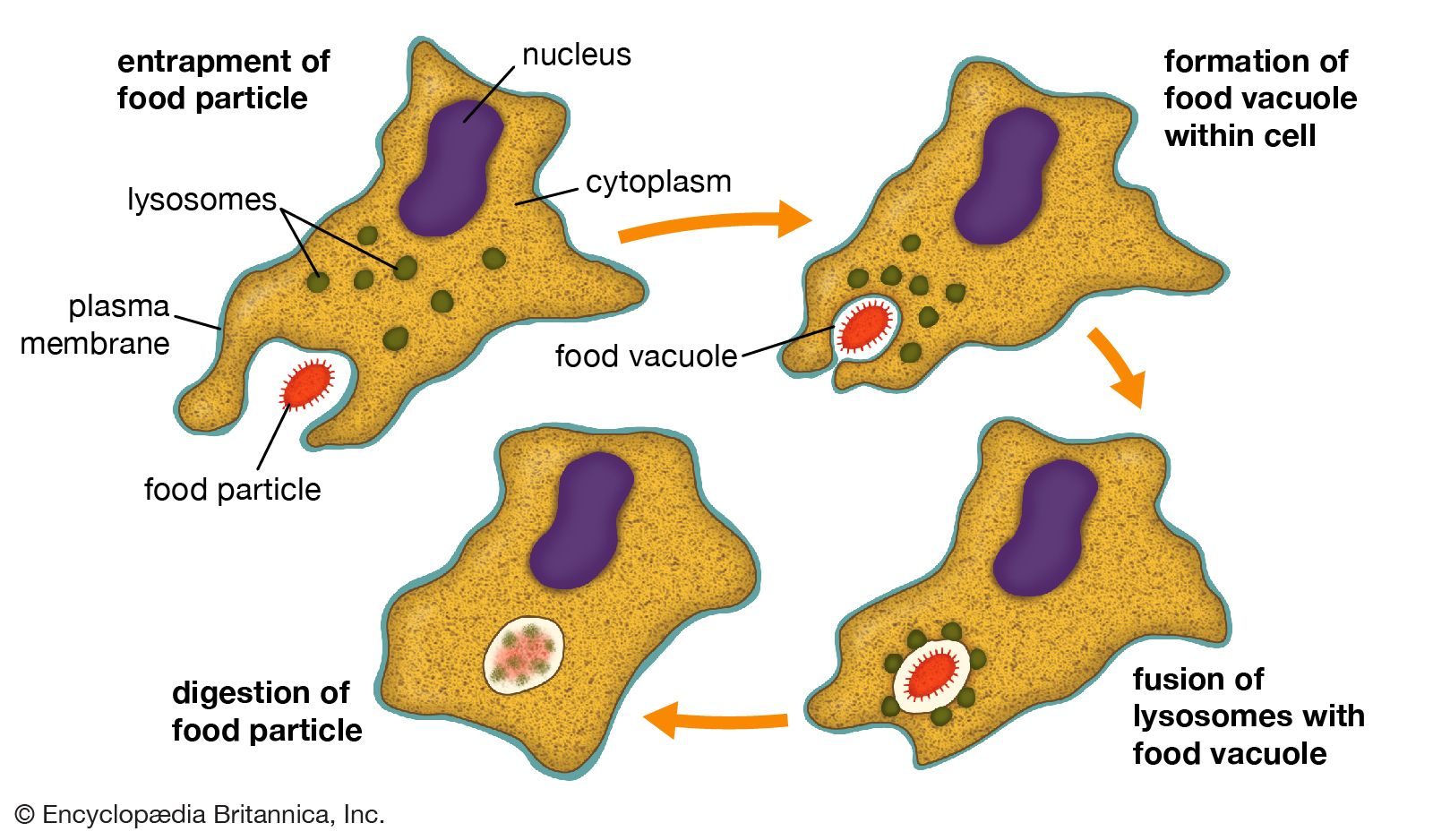 phagocytosis.jpg