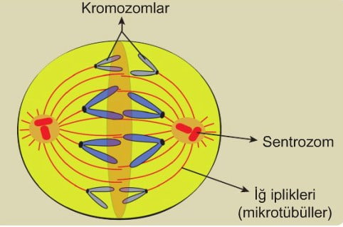 sentrozom-mitotik-bolunme.jpg