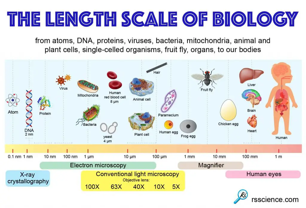 the-length-scale-of-biology.jpg